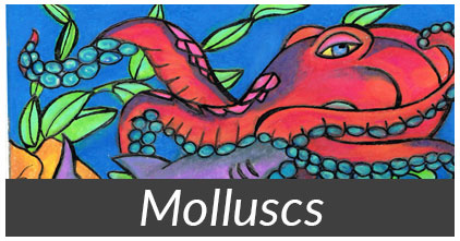 Molluscs