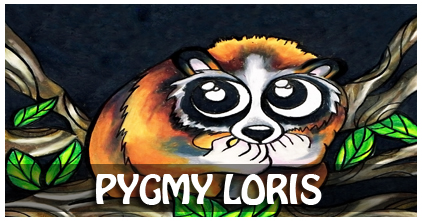 Pygmy Loris